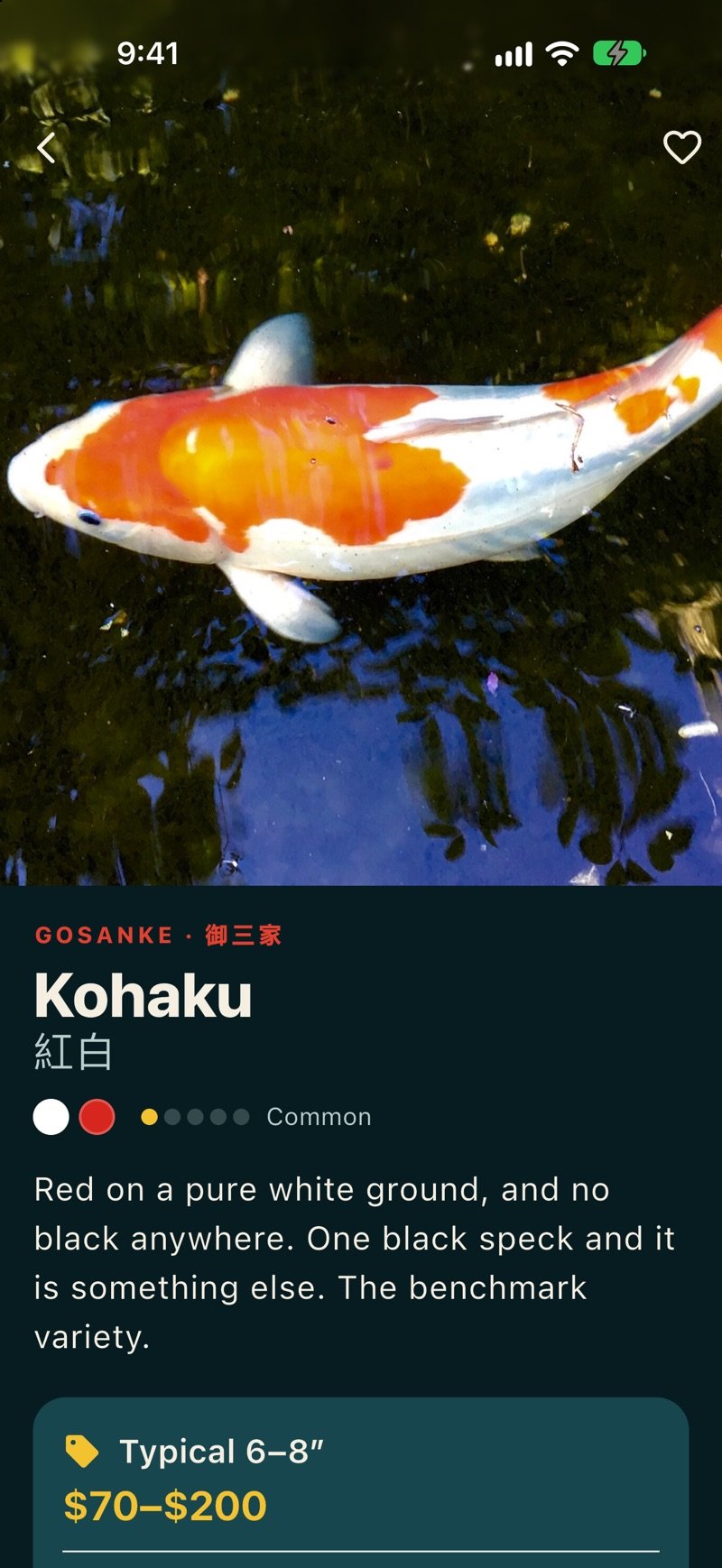 KoiKnife on iPhone showing the Kohaku variety: a red and white koi photograph, kanji name, rarity and typical price